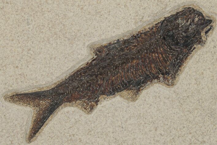 Detailed Fossil Fish (Knightia) - Wyoming #211186